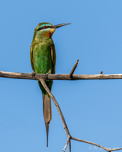 birds botswana birdwatcher southernafrica beeeaters bluecheekedbeeeater meropspersicus kwara okvangodelta canoneos7dmarkii