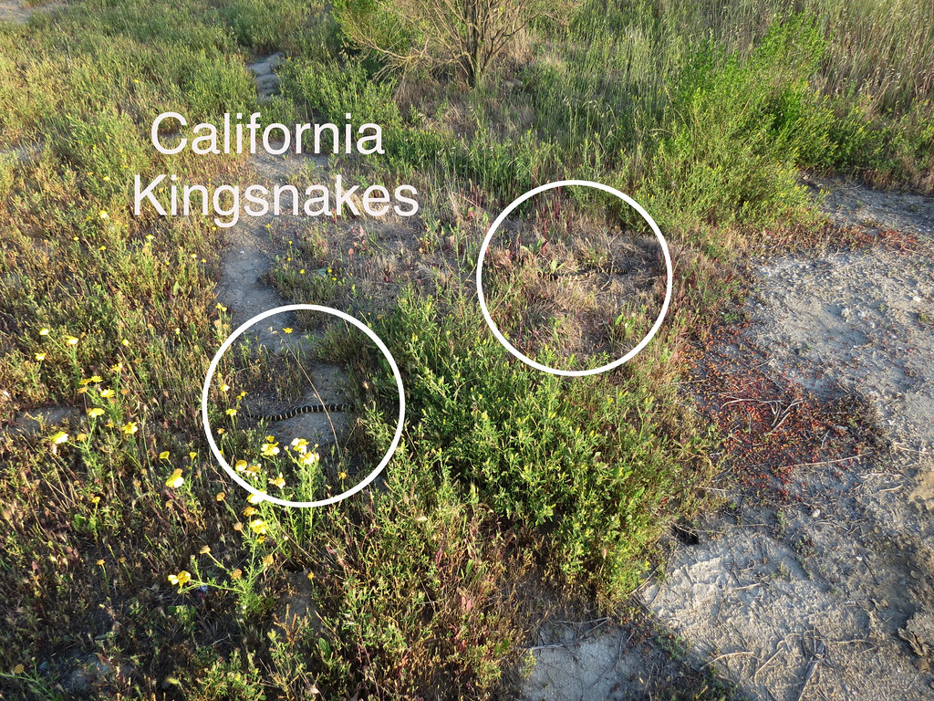 Two crawling California Kingsnakes