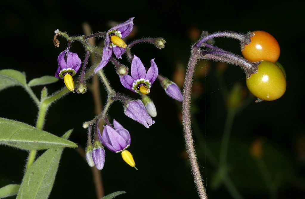 Solanum Dulcamara La Douce Amere Ou Vigne De Judee Morel Flickr