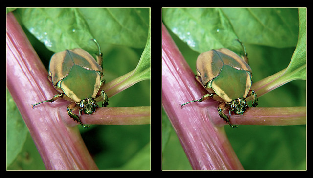 Green June Beetle (Cotinis nitida) 4 - Crosseye 3D