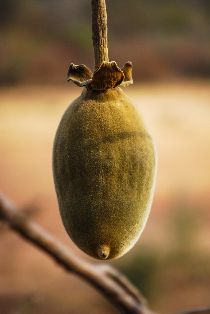 Wild fruit in Niger, Africa.