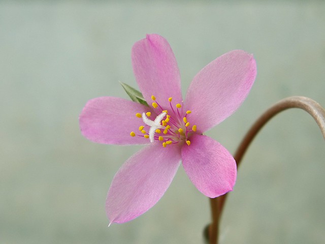 Anacampseros flower