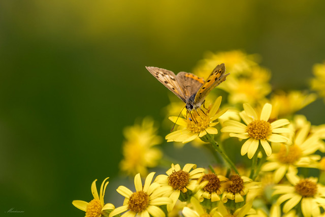 Small Copper to enjoy the flowers