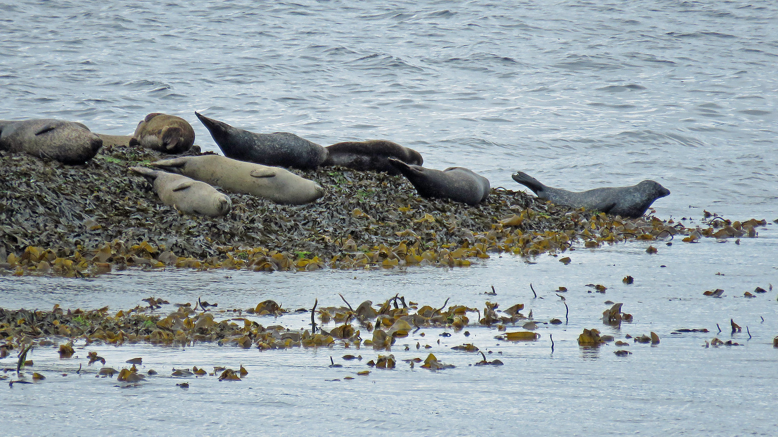 Harbour Seal - Phoca vitulina