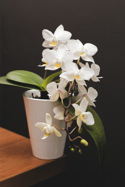 Orchidées blanches en cascade