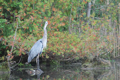 IMG_9995 by hottmoose, he saw me!autumn ontario rockwoodon rockwoodconservationarea sunrise shotfromakayak bird crane heron