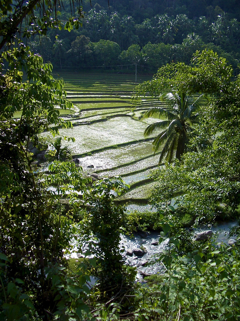 Terraced rice paddies in Indonesia.