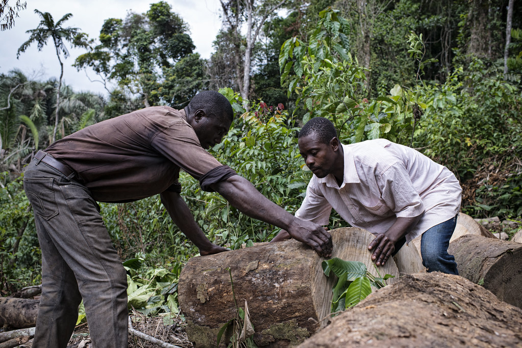 Mathieu Atangana (right) and Fabrice Assomo (left) are both charcoal burners. They are moving cut trees for burning near the...