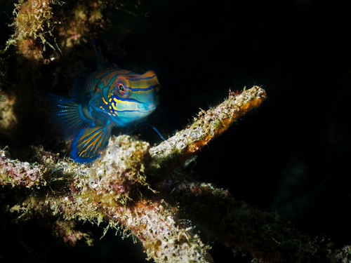 CelebesDivers - underwater 83 (Synchiropus splendidus)