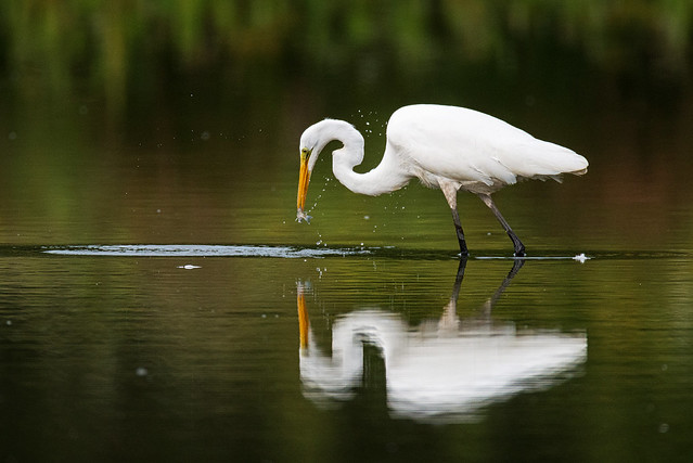 Great Egret fishing