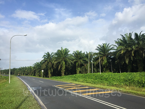 malaysia trees sukaujunction landscape oilpalm borneo crop sukau sabah green road palms palmtrees plantation