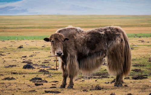 uliastai mongolia yakfarm zavkhanprovince zavkhan mongolië mn
