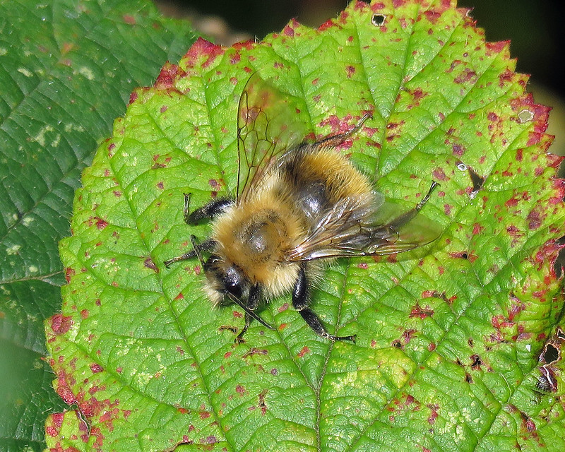 Bombus pascuorum - Common Carder Bee [A]