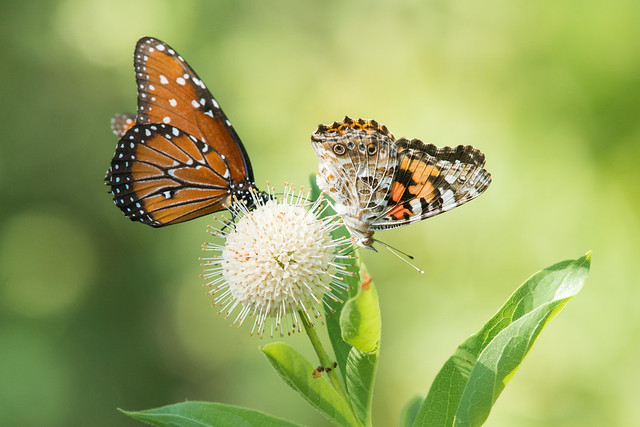 Butterflies and buttonbush inflorescence