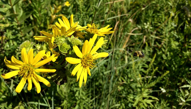 Bumblebee in flight