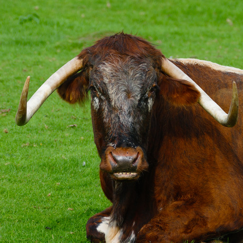 English longhorn bull at rest, Mary Arden's Farm