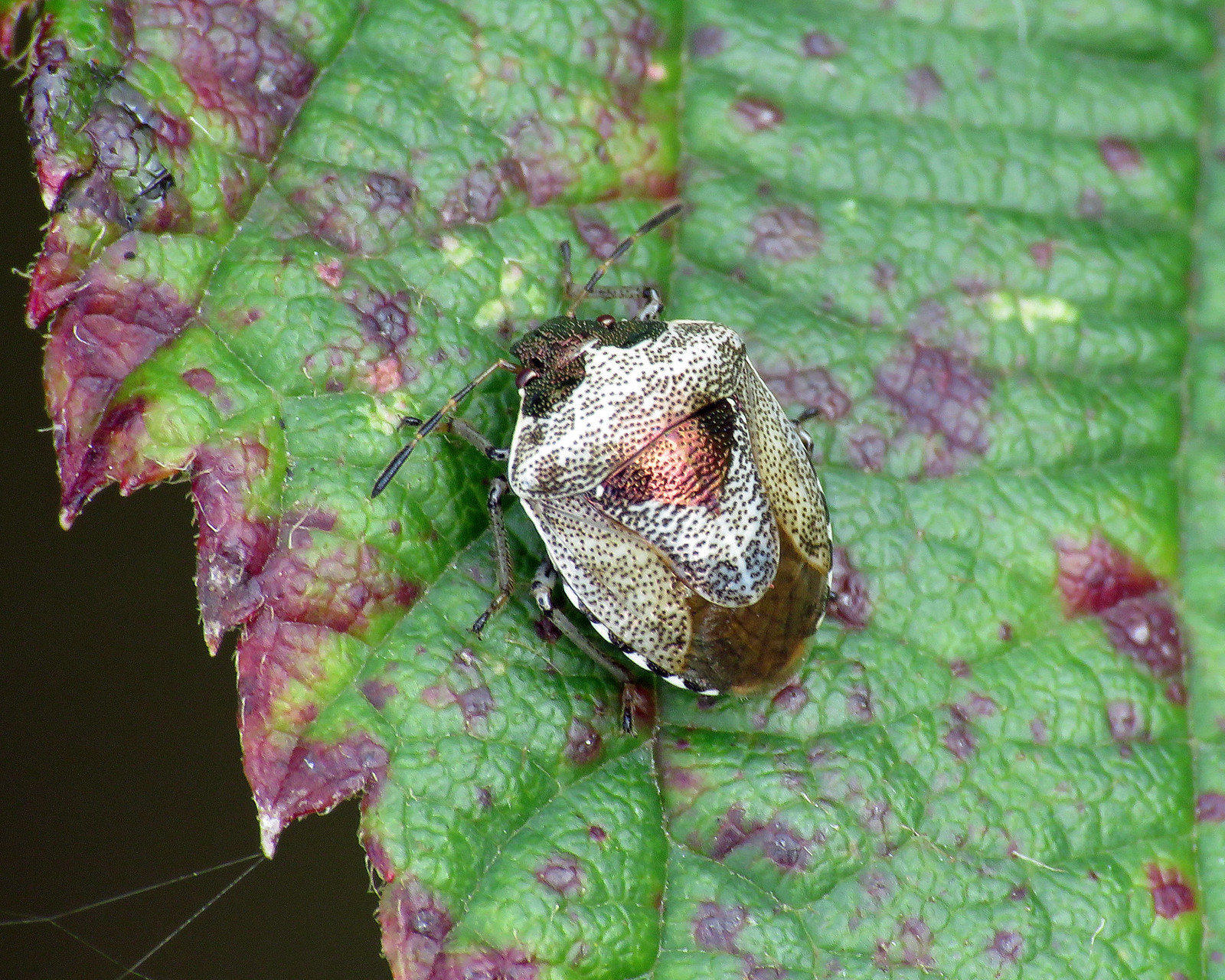 Woundwort Shieldbug - Eysarcoris venustissimus