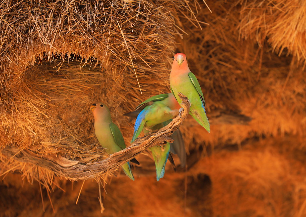 Wild Rosy-Faced Love Birds Beneath A Huge Canopy Of Sociab… | Flickr