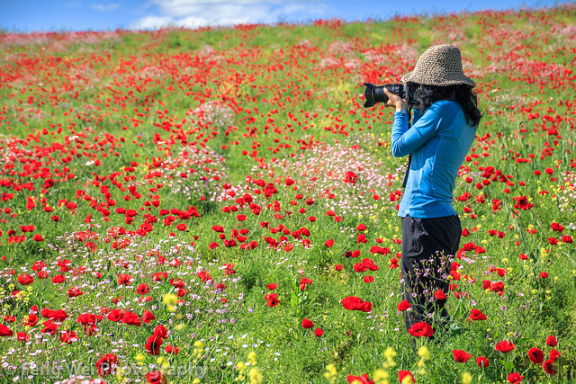 Poppy Flowers Blooming @ Diyarbakir, Turkey