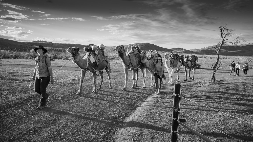 wonoka camel trek - 1186