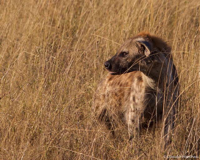 IMGP3942 Hyena smells the carcass of a buffalo calf killed by the lions the night before.