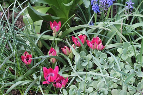 Tulipa - espèces et petits hybrides (sections 12 à 15) 35654110373_3df3ce9b93