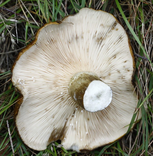 Lactarius turpisugly milkcap