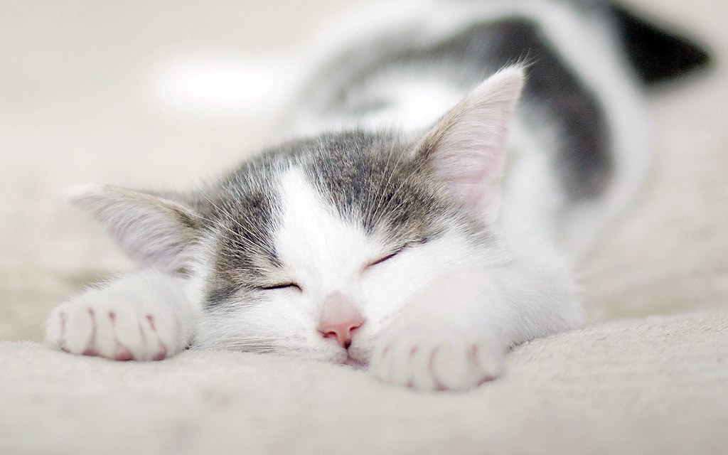 10+ Những Hình Ảnh Đẹp Dễ Thương Về Mèo Con Ngủ Ngon | Flickr