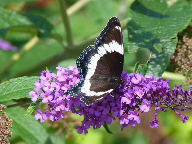 P1000124-001  WHITE ADMIRAL ON BUTTERFLY BUSH