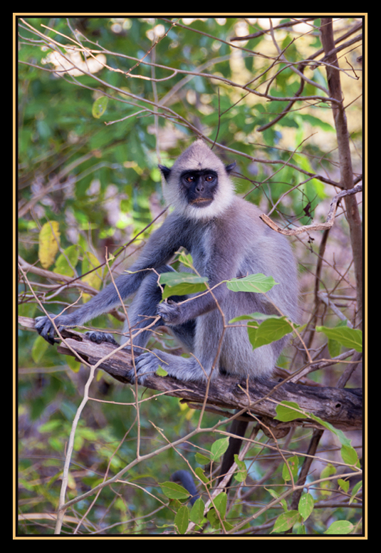 Monkeys - Sry Lanka 2017