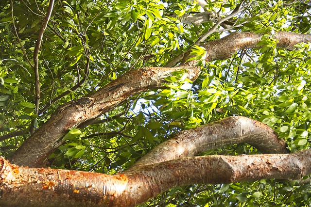 Gumbo Limbo Tree Branches