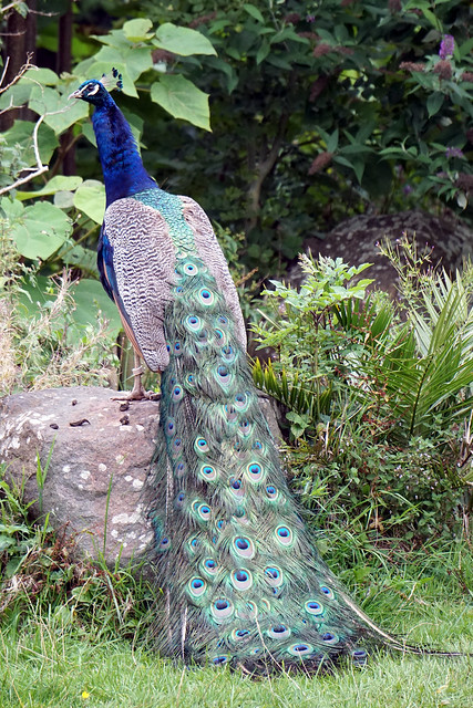 Blue Peafowl