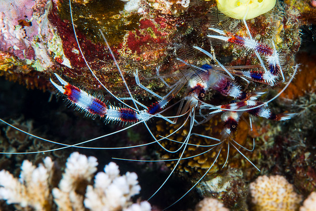 Banded Coral Shrimp, pair - Stenopus hispidus