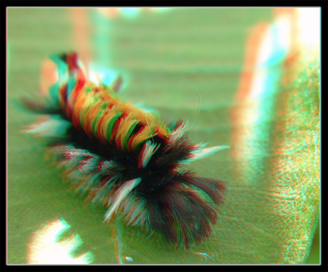 Milkweed Tussock Moth Caterpillar, Euchae Egle Up Close - Anaglyph 3D