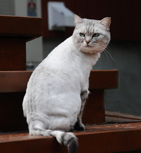 Mimi la chatte | by Rayladur