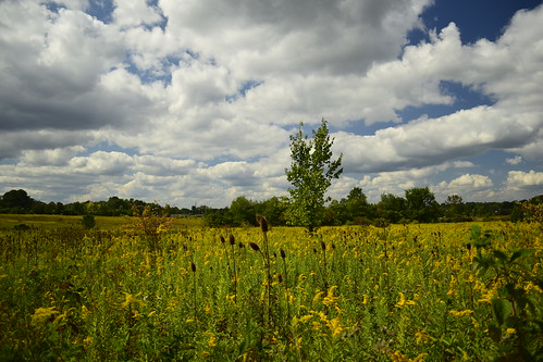 field ohio tallmadge clouds september grass nature outdoors flowers summer fall autumn nikon d5300 dslr