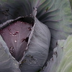 summer cabbage