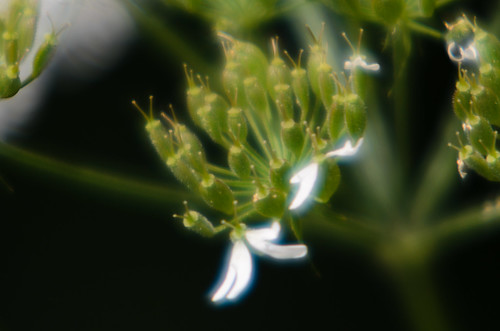 Last few petals (umbellifer flower)