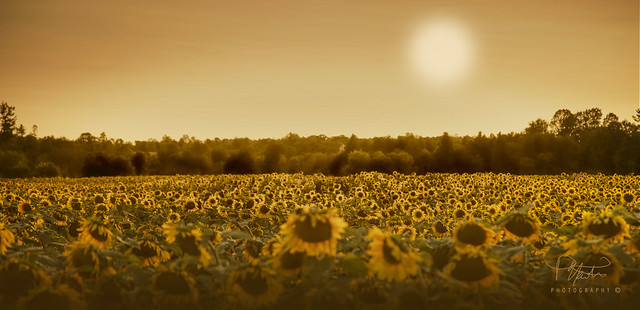 SUNFLOWERS BY THE THOUSANDS