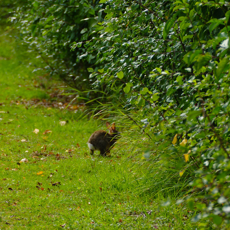 Rabbit running for shelter