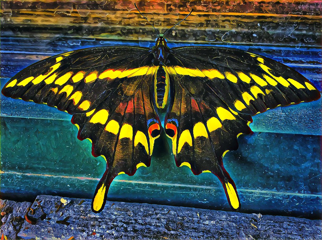 Lake Placid ~ New York ~ Giant Swallowtail Butterfly ~ iPhone 6s ~ Window Sill @ Starbucks