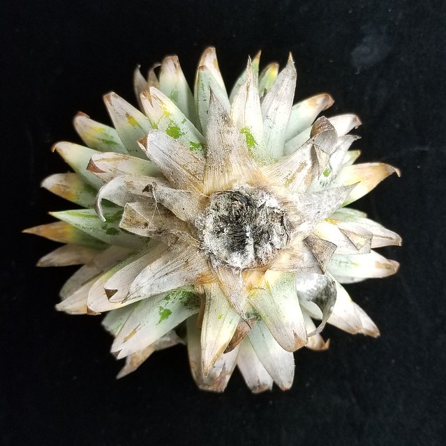 Pineapple (Ananas comosus): Butt rot of crown