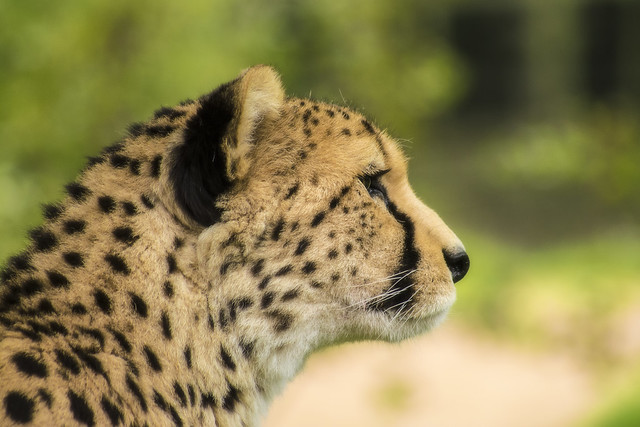 Cheetah 25th aug 17 (8)