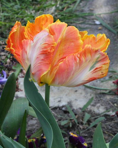 Tulipa - grands hybrides - tulipes chics et kitch (sections 1 à 11) 36306480821_ea0db08d59