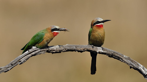 White Fronted Bee Eater | by judithhardy1