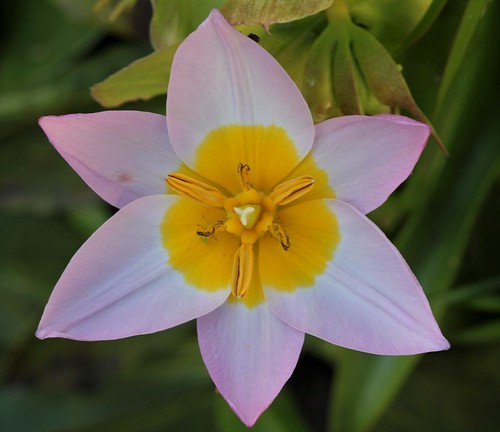 Tulipa - espèces et petits hybrides (sections 12 à 15) 36469317476_650c882c01