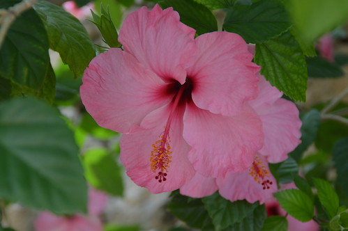 Pink flower | by Bordel'eau