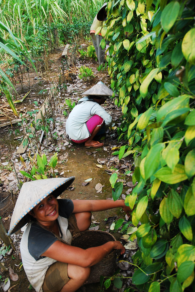 Tending to the coffee plant in West Kalimantan, Indonesia.