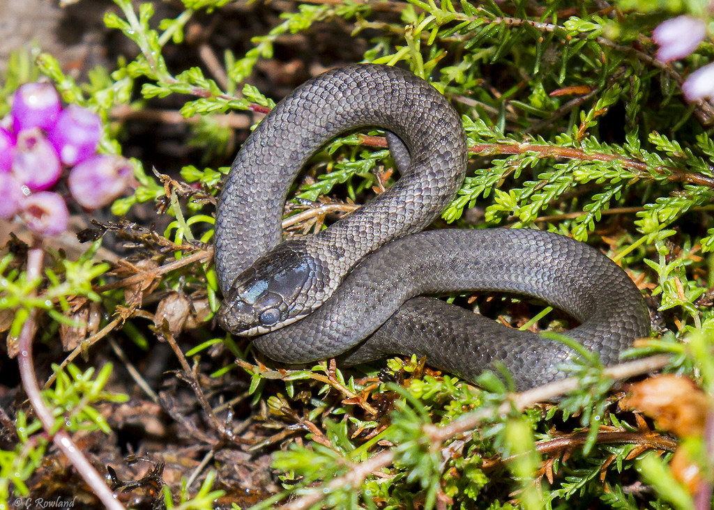 baby smooth snake | Coronella austriaca, newborn (or 