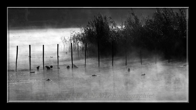 un matin de brume. lac du bourget les roselieres SAVOIE